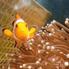 zul_clownfish_penang