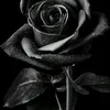 quynh_tho03