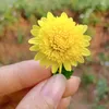 phuonghoangyen0899