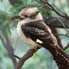 kookaburra238