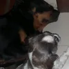 wwwtiktokjeffkiara