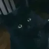 skibidi_11411