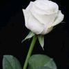 adrlell5