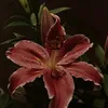 nlaaa311
