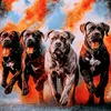 canecorso_the_netherland