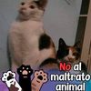 carmentaibo995