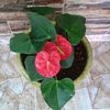 anaguerrero3577