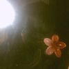 sxyri_loopezz
