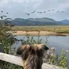 lurcherlass