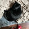 floatingdig