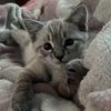 ducklingxcat