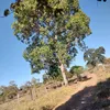 elesandranovato28