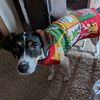 thatcrazydoglady63