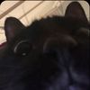 mithspamz