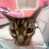 yourlocalcat03