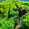 hendyarifin785