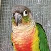 the.conure_crew