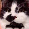 sikicapmeoww
