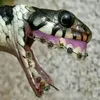 babjay123