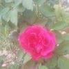 dh.we