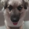 _vaks4