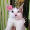 cutiespusa