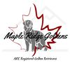 maple.ridge.goldens3579