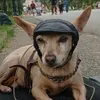 dogmelsediverti_