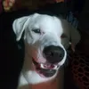 nicocastro227