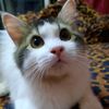 muhammad_hafeez92
