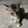 indra_alden