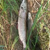 donilov_