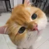 25899852p