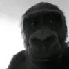 voza4lifr