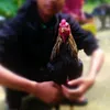 rahmandashelan