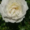 donaldmilne825