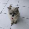 bule_sikucing_dukcapil