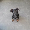 pinchudini