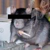 redactedrat