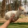 abo.meshoo