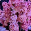 nargiz7723_