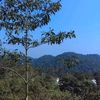 rosaalvarado3565