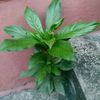 nguynvnhu135