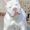 thepitbull61