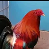 dywzfvo7qh27