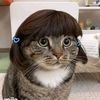 denismiawmiaw