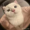 _bthw_lbt