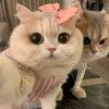 cinamn_roll