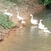 atamawang