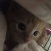 lux_tato